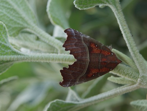 papillon de nuit La Découpure ou la Friande - Scoliopteryx libatrix