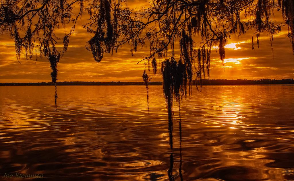Spanish Moss Rejoicing the Sunrise