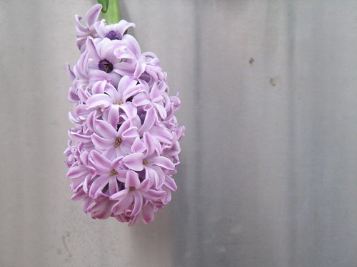 Hyacinth at RGB's Mediterranean greenhouse