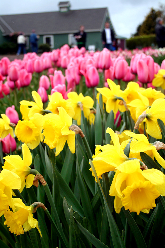 tulipfest2006-04