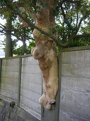 女体木