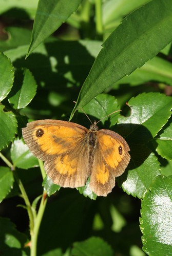 papillon Amaryllis mâle