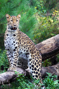 Leopard