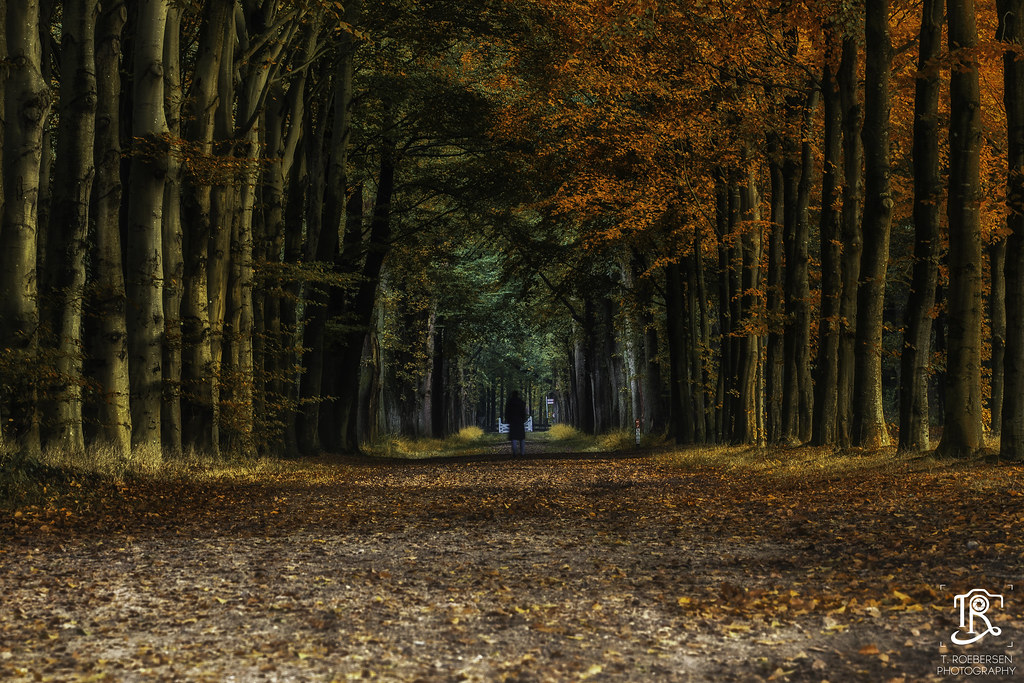 The Walk,