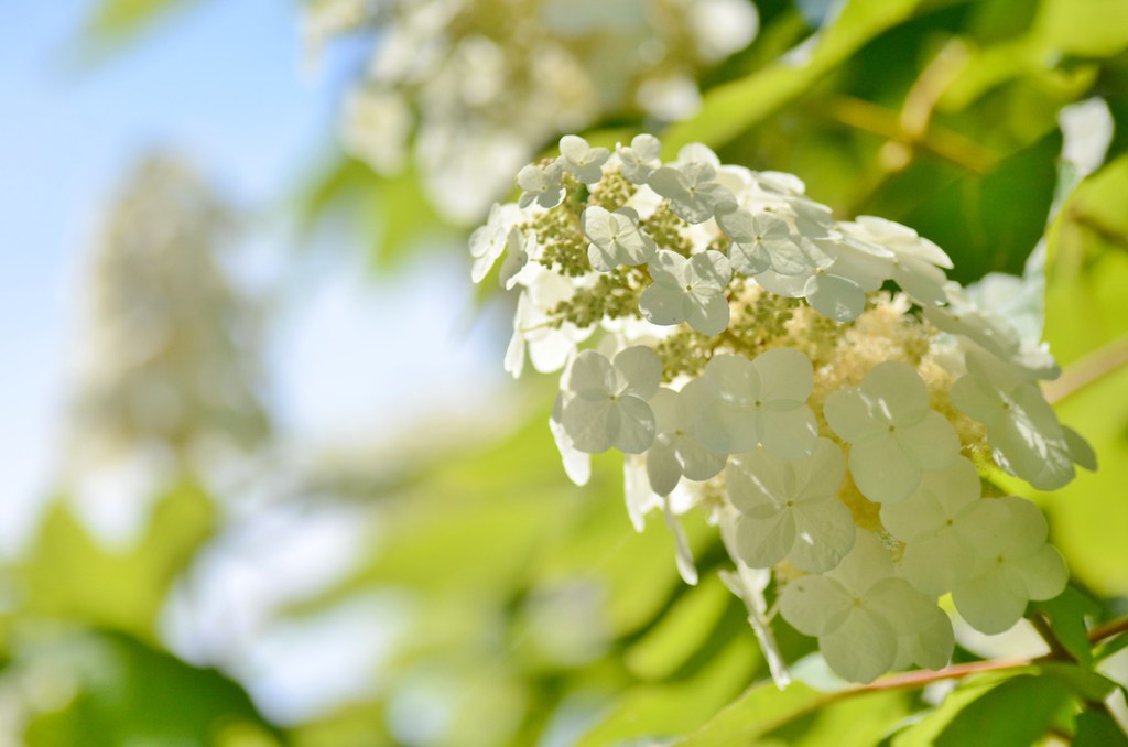 oakleaf hydrangea