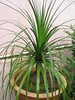 Nolina recurvata (Ponytail Plant, Bottle Palm)