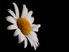 My daisy