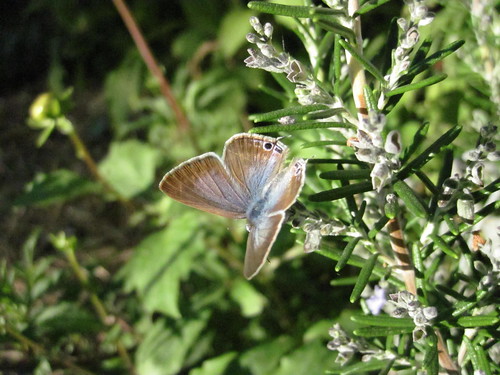 papillon diurne Azuré porte-queue - Lampides boeticus