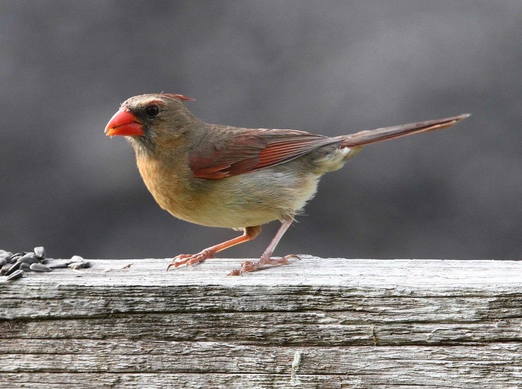 Northern Cardinal, female