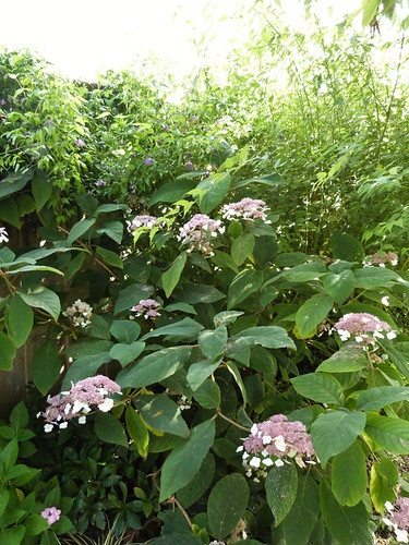 hydrangea aspera macrophylla buisson