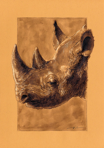Brou de noix Rhinoceros