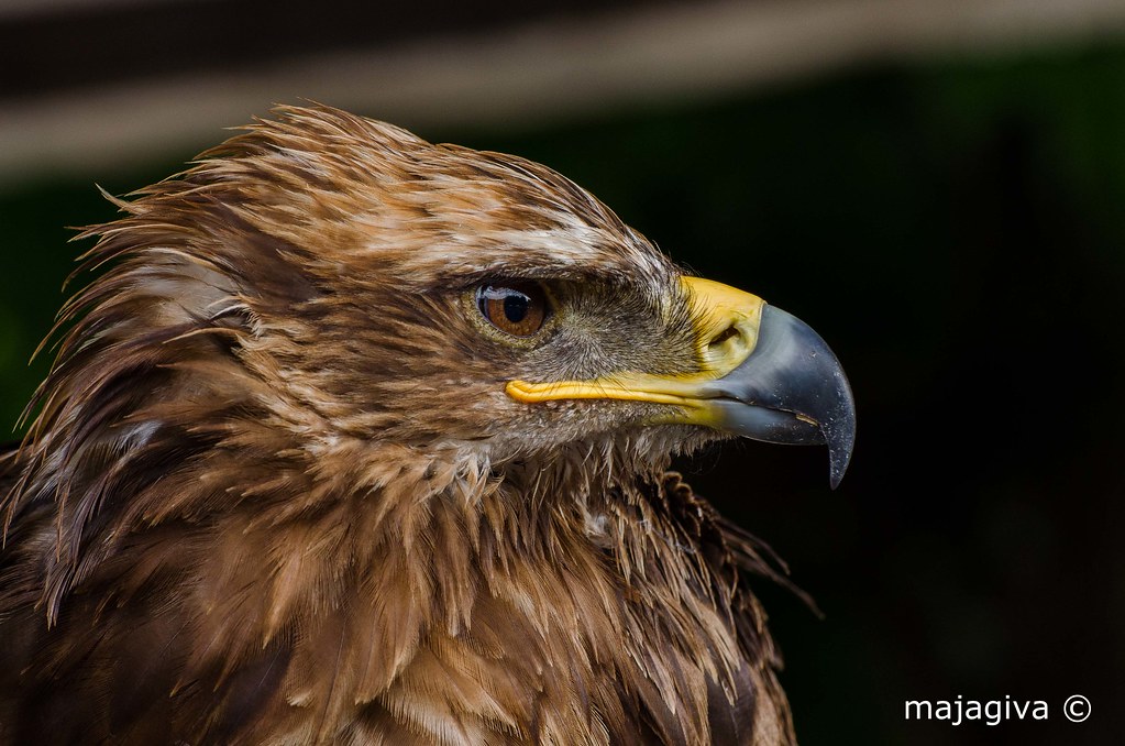 Aguila real Golden eagle Aquila chrysaetos 140706 01