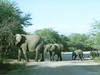 Kruger Circus