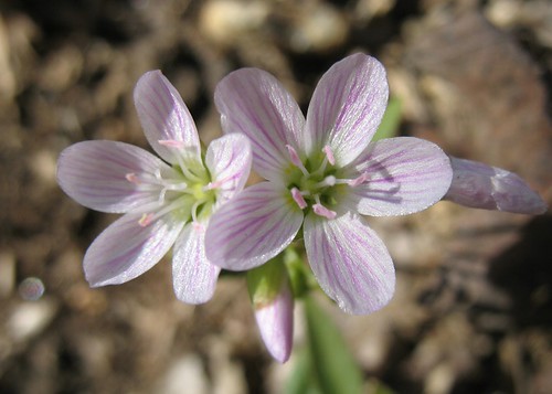 Claytonia virginica