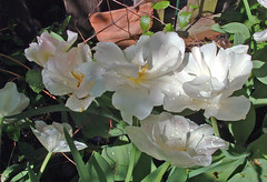 Angelique tulips