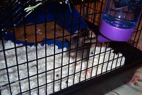 More of Malachi Drinking
