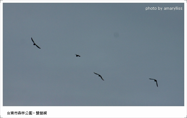 [台東] 6/8 森林公園。鷺鷥湖。鳥 @amarylliss 艾瑪。[ 隨處走走]
