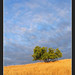 Lone Tree