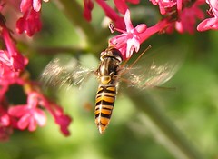 Hoverfly