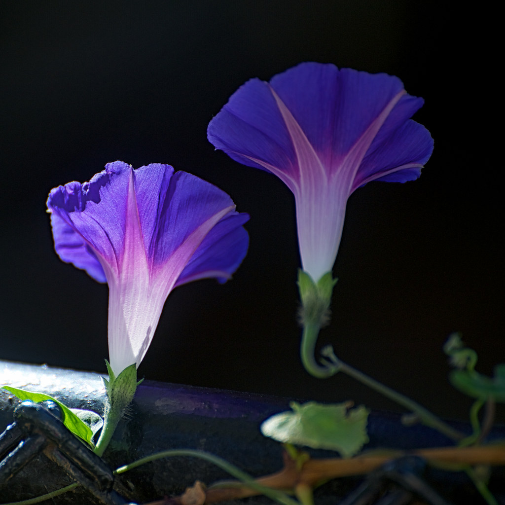 last light
