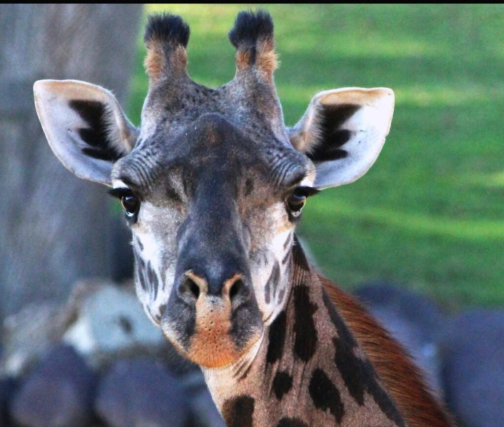 Giraffe -