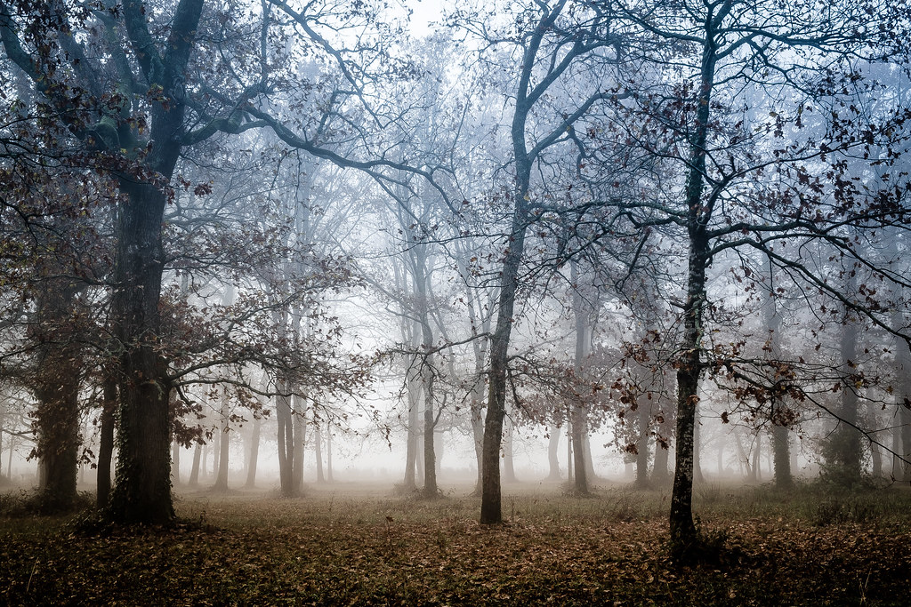 Fairy-tale wood