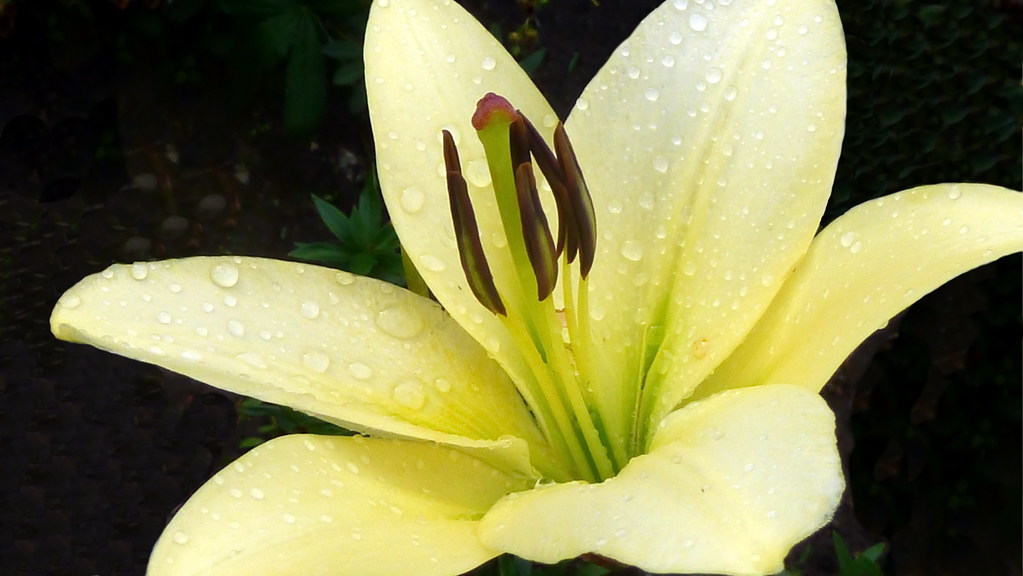 Daylily - 1