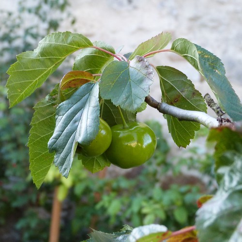 malus charlottae - pommes d'or - septembre 2015 (800x800)