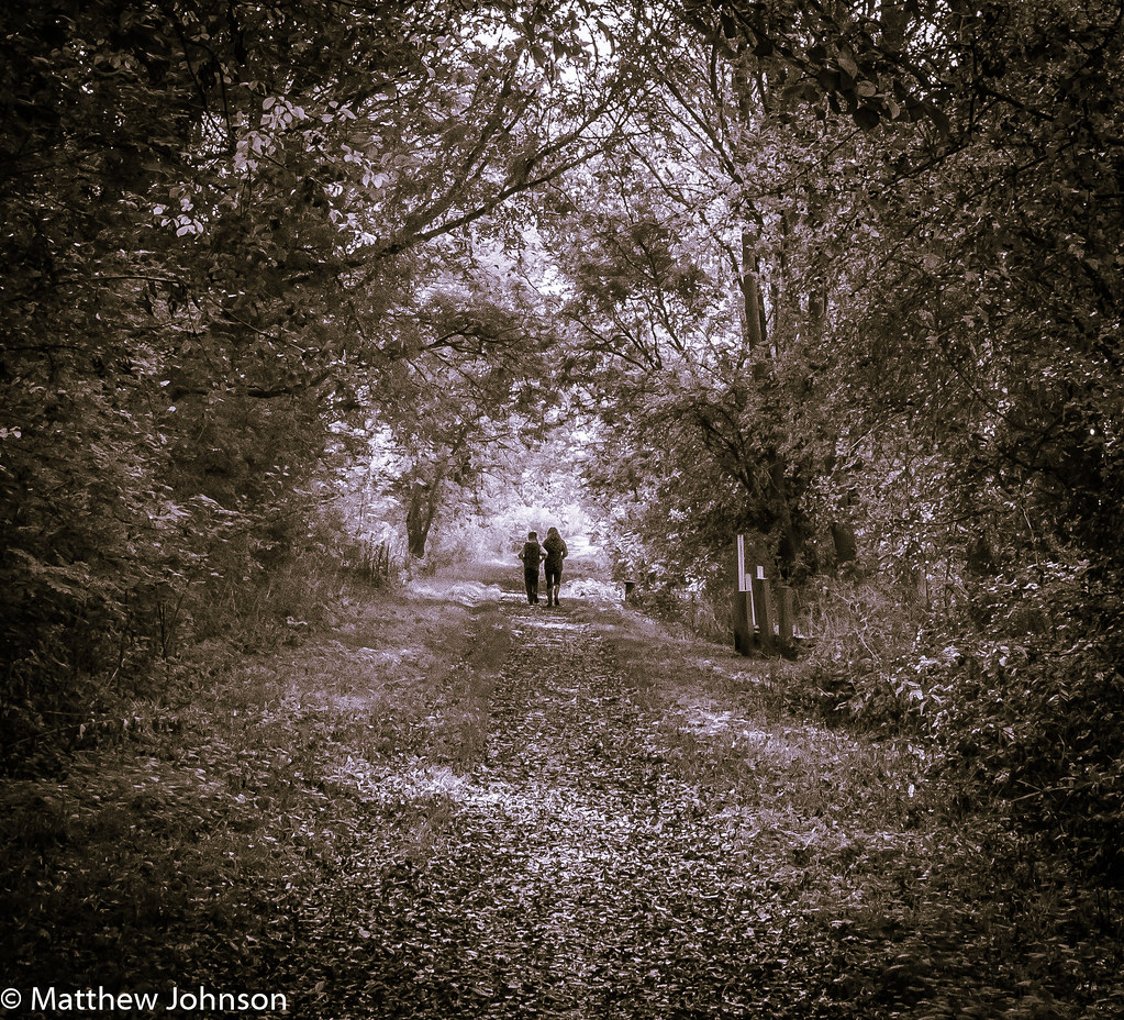 Walk in the woods