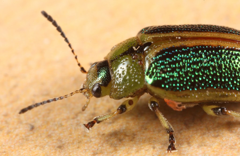 Beetle