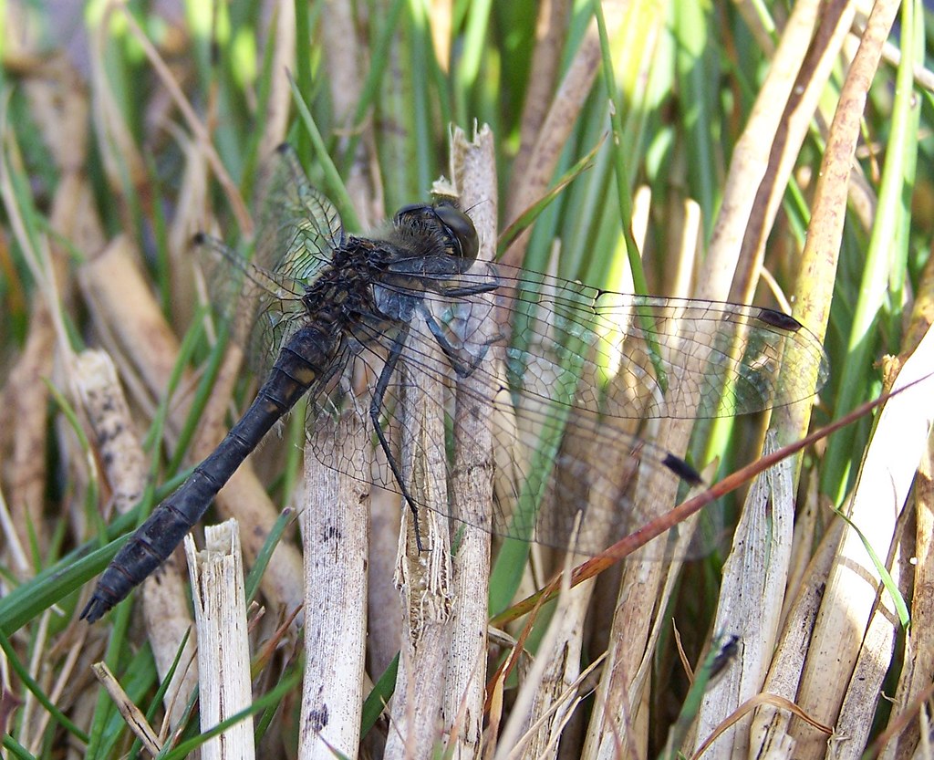 Male Black Darter Sympetrum danae