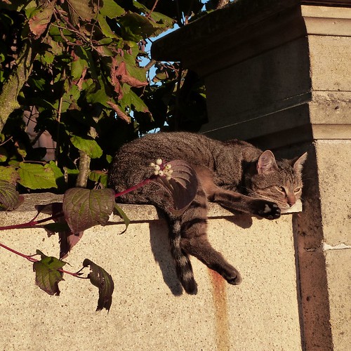 le trottoir - chat sur mur et baie de cornus - octobre 2015 (800x800)