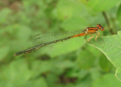 Enellegma signatum