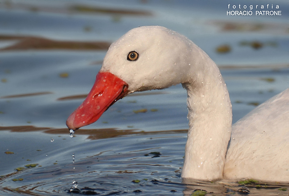 - CISNE COSCOROBA - Toma de caceria on the RECS.!