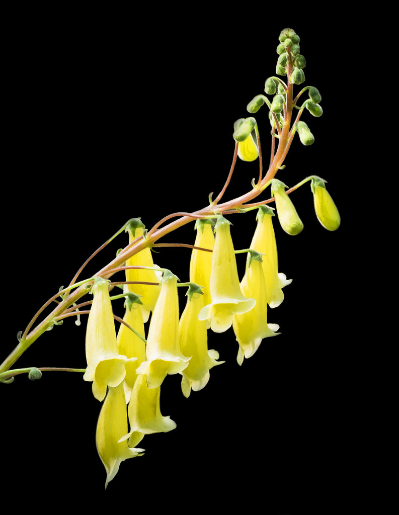 Yellow bell-shaped flowers