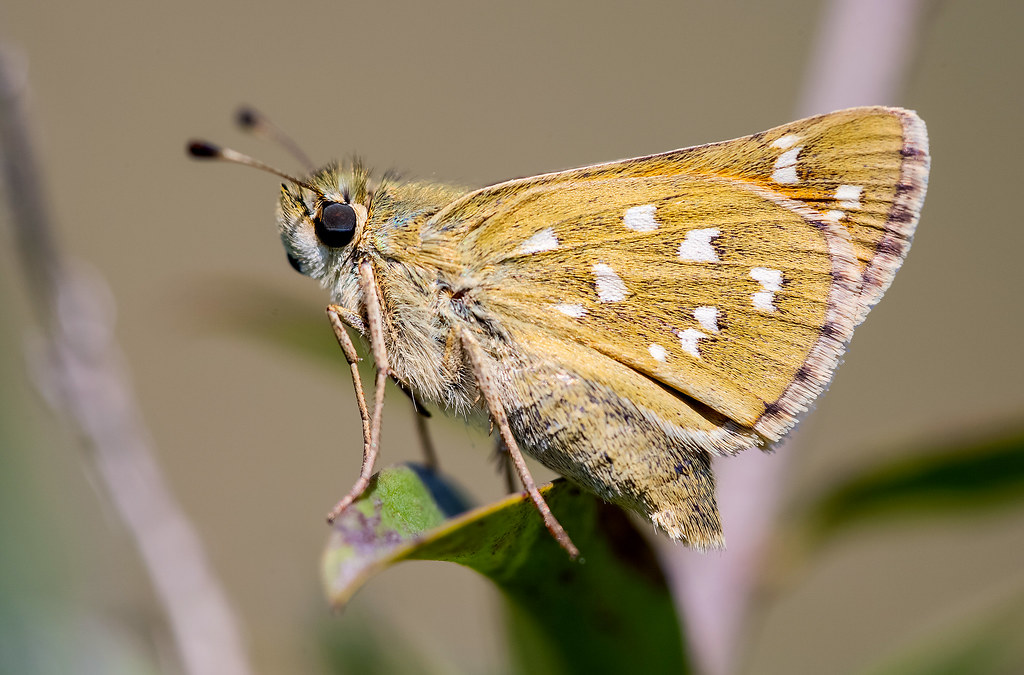 Hesperia comma