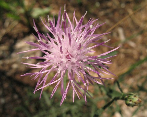 Centaurea