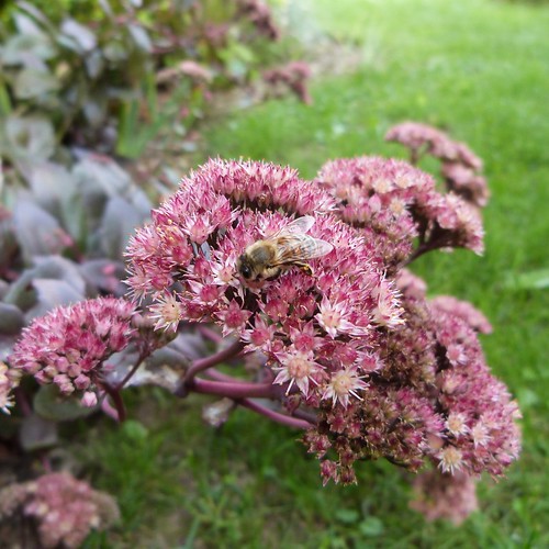 sedum purple emperor - une abeille - septembre 2015 (800x800)