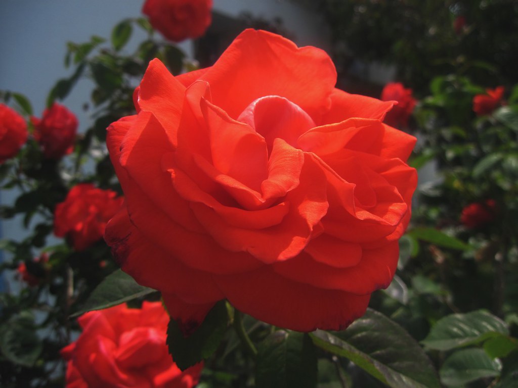 Rosa