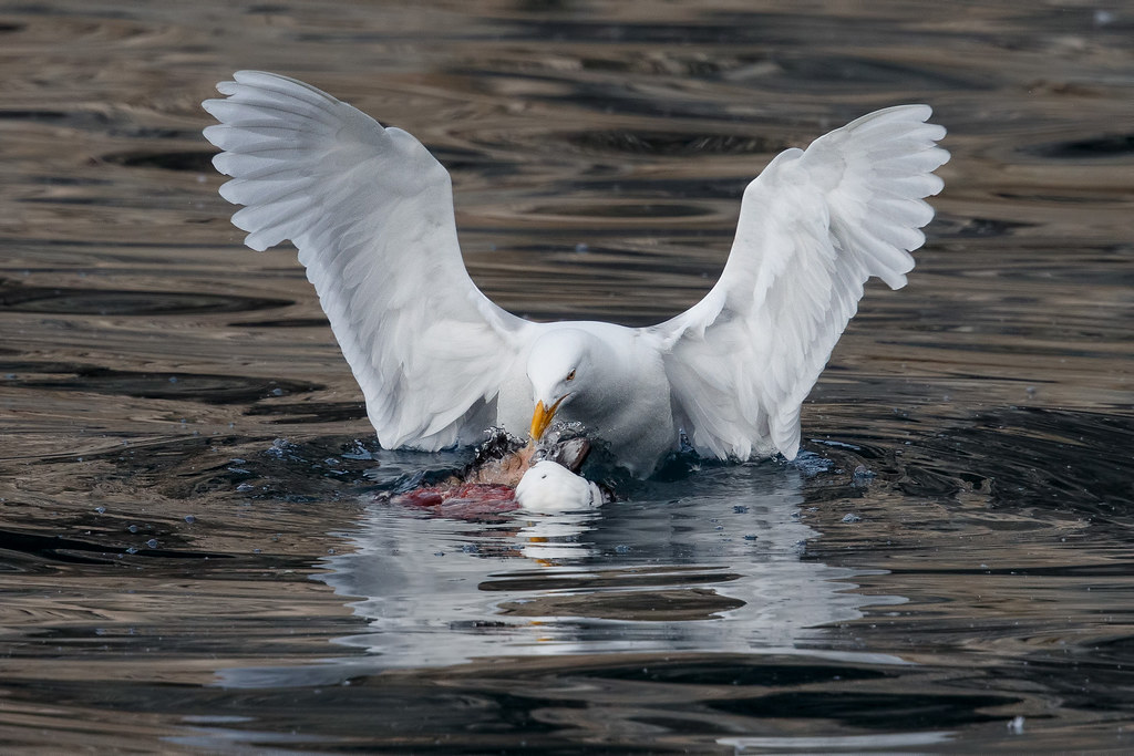 Glaucuos Gull (Vittrut)