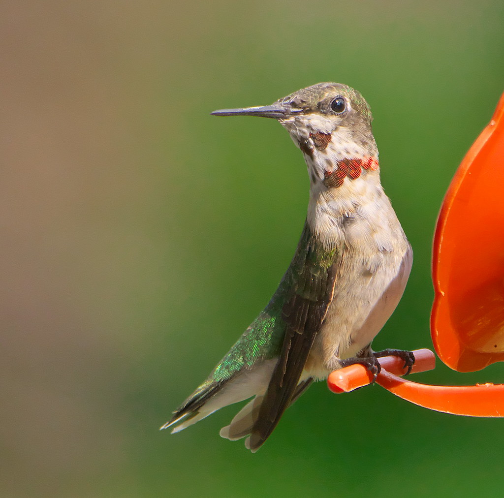 Ruby-throated Hummingbird (Archilochus colubris)