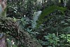 Maison de la forêt Petite boucle très sympa à travers la forêt tropicale, pas de difficulté si ce n’est qu’en cas de pluie le chemin est très glissant.  Curiosités du parcours : Sentier pédagogique avec de nombreux panneaux indiquant les différentes espèc