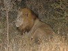 Kruger Night Drive Lion