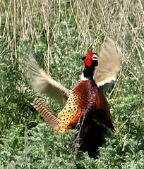 ...Struttin His Stuff...