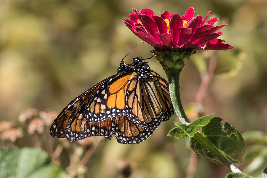 Deeply in Love ( Monarch Butterfly )