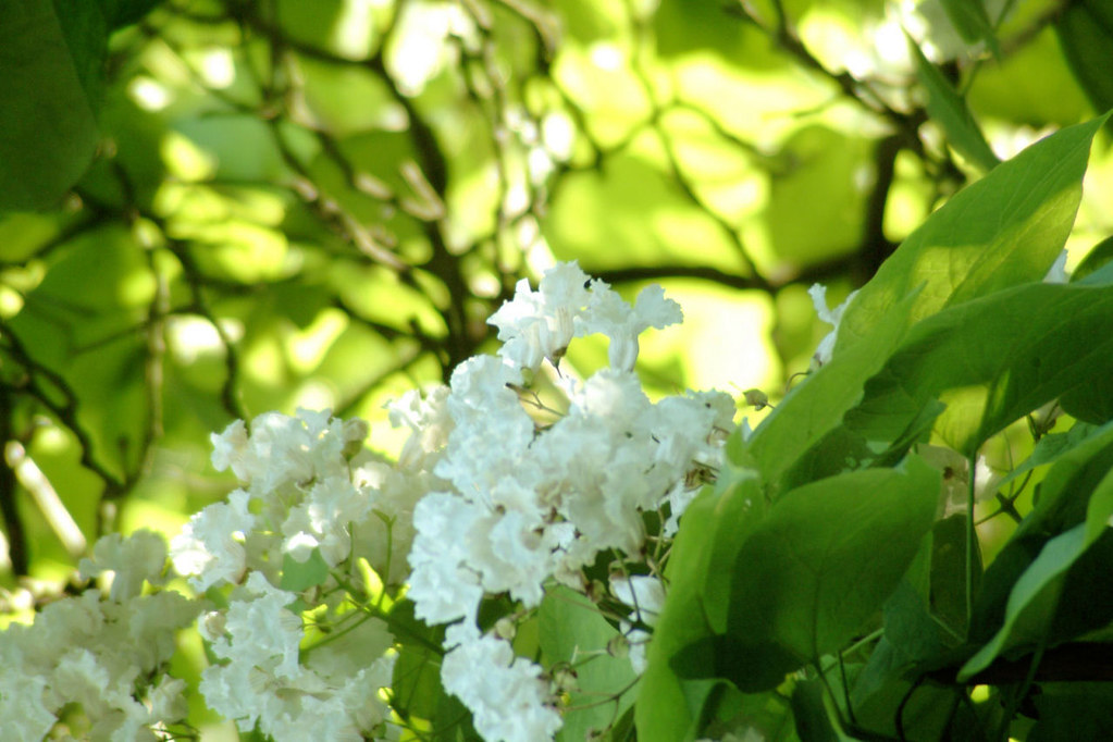Catalpa Tree