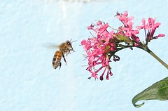 Permission to land