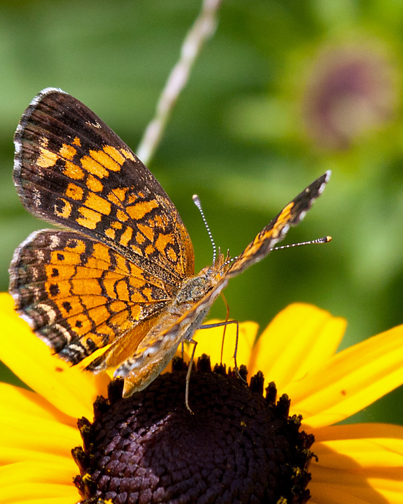 Pearl Crescent Butterfly