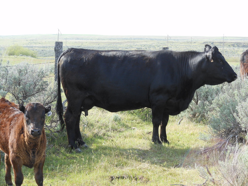 # K31 and calf