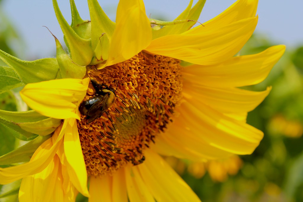 Bee on a sunflower